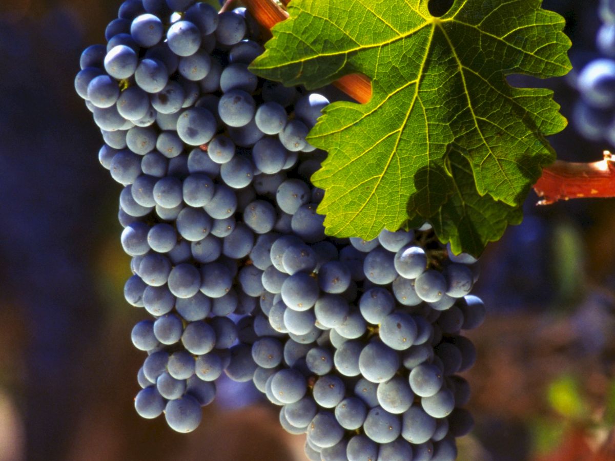 The image displays a bunch of dark blue grapes hanging from a vine, with green leaves visible.